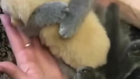 Animals videos funny cate cute 🥰 videos