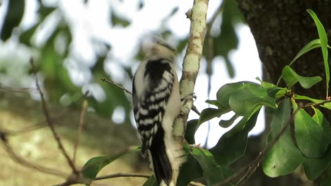 Visited by a Woodpecker