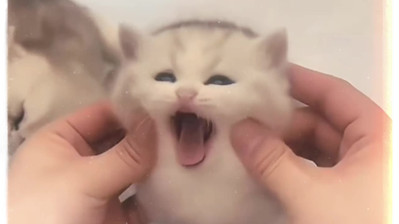 Knead the cat's face