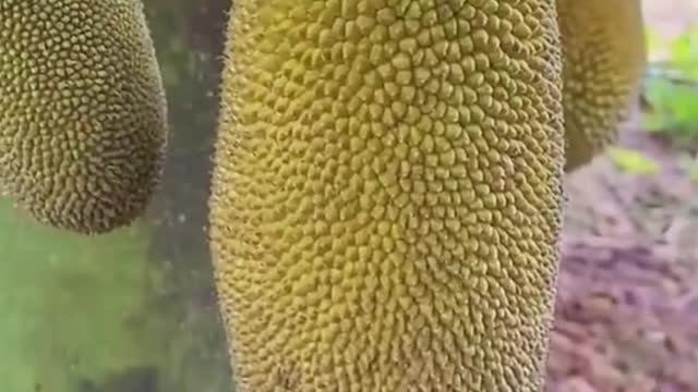 timelapse of jackfruit growth from small to large