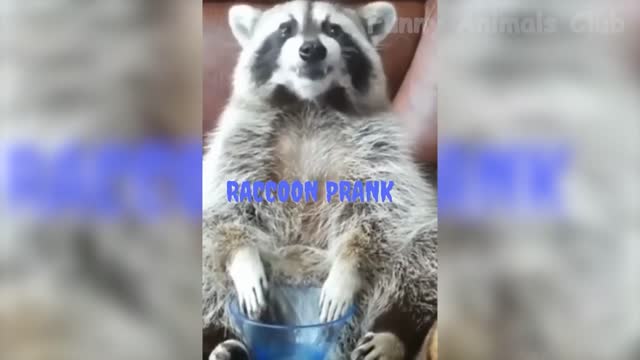 Cute Cat video