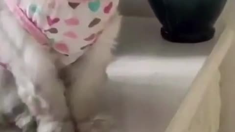 Amazing Funny Cats Trending Clips😍