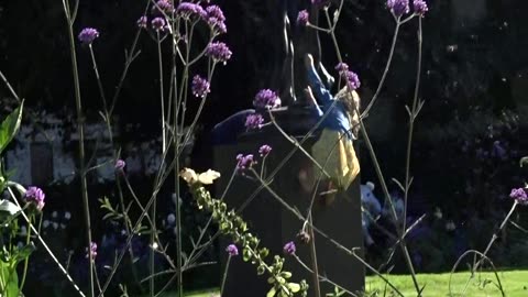 Fjärilar och blommor i Stadsparken, Helsingborg 29 Aug. 2017