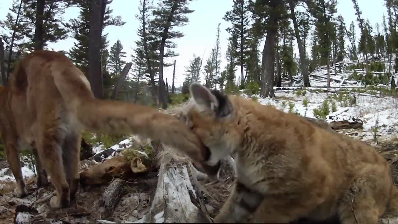 Yellowstone - The Breathtaking Beauty of America's First National Park