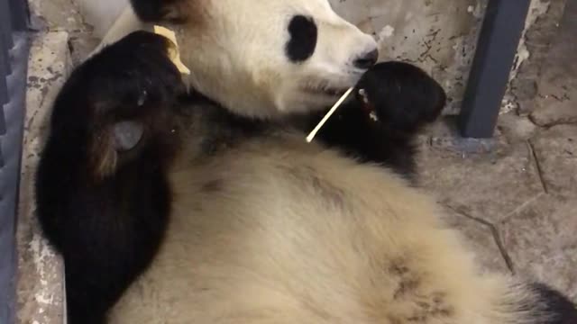 Chinese pandas eat skewers