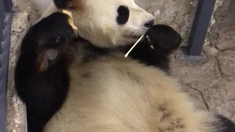 Chinese pandas eat skewers