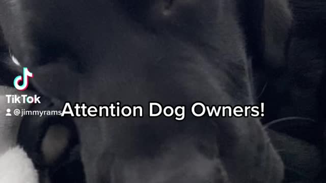 Life Threatening Kennel Couch!