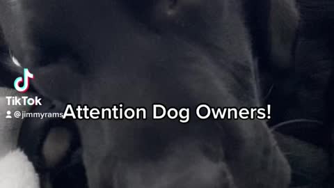 Life Threatening Kennel Couch!