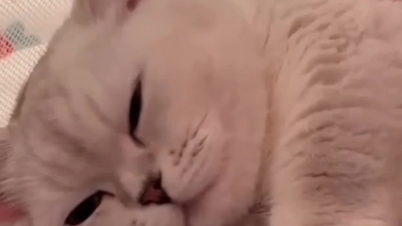 Cute moments of cat and kitten 🤩🐾 lovely cat 😺