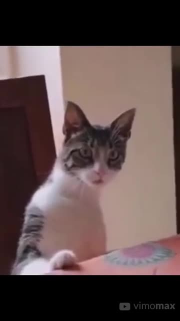 Funny Animal Video #Shorts