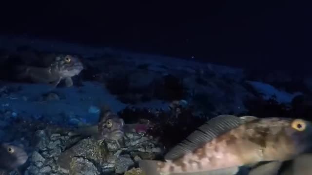 Underwater in Antarctica