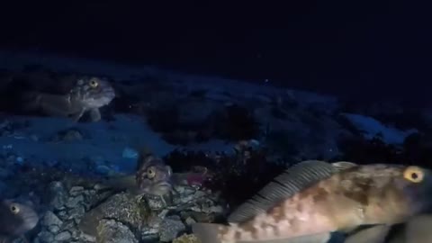 Underwater in Antarctica