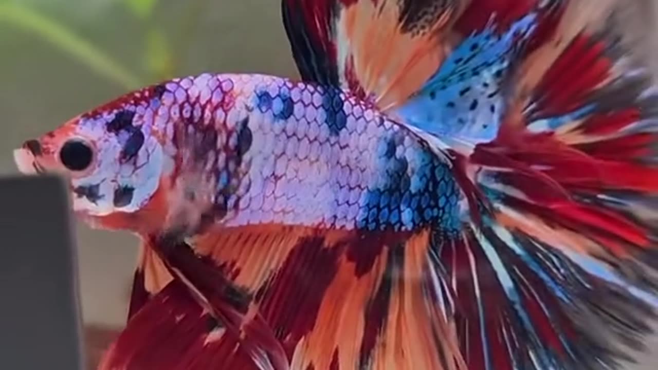 Most Beautiful Fishies, Aquarium Fisheries