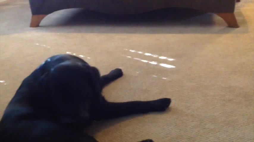 Dog howls as his owner learns to play the harmonica