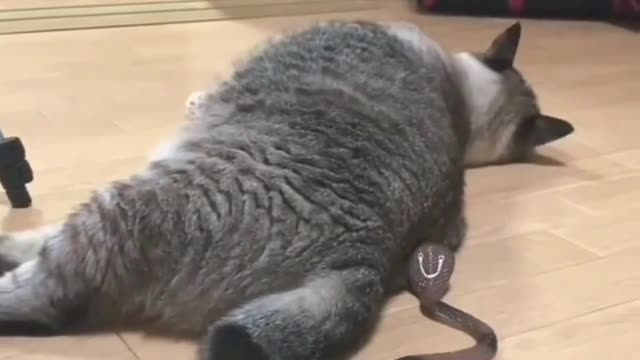How healthy this cat