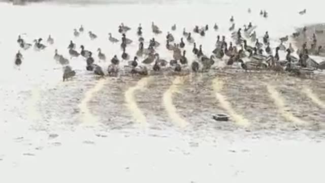 Amanda Grace Talks...March 7 Storm and 2 Moscovy and a Chick Episode 3