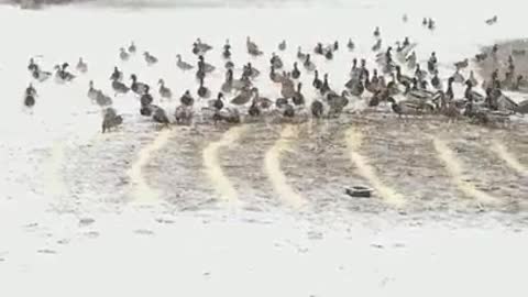 Amanda Grace Talks...March 7 Storm and 2 Moscovy and a Chick Episode 3