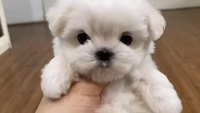 Cutest Maltese puppies