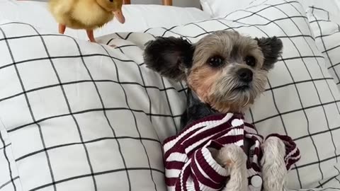 Cute duck in a cup