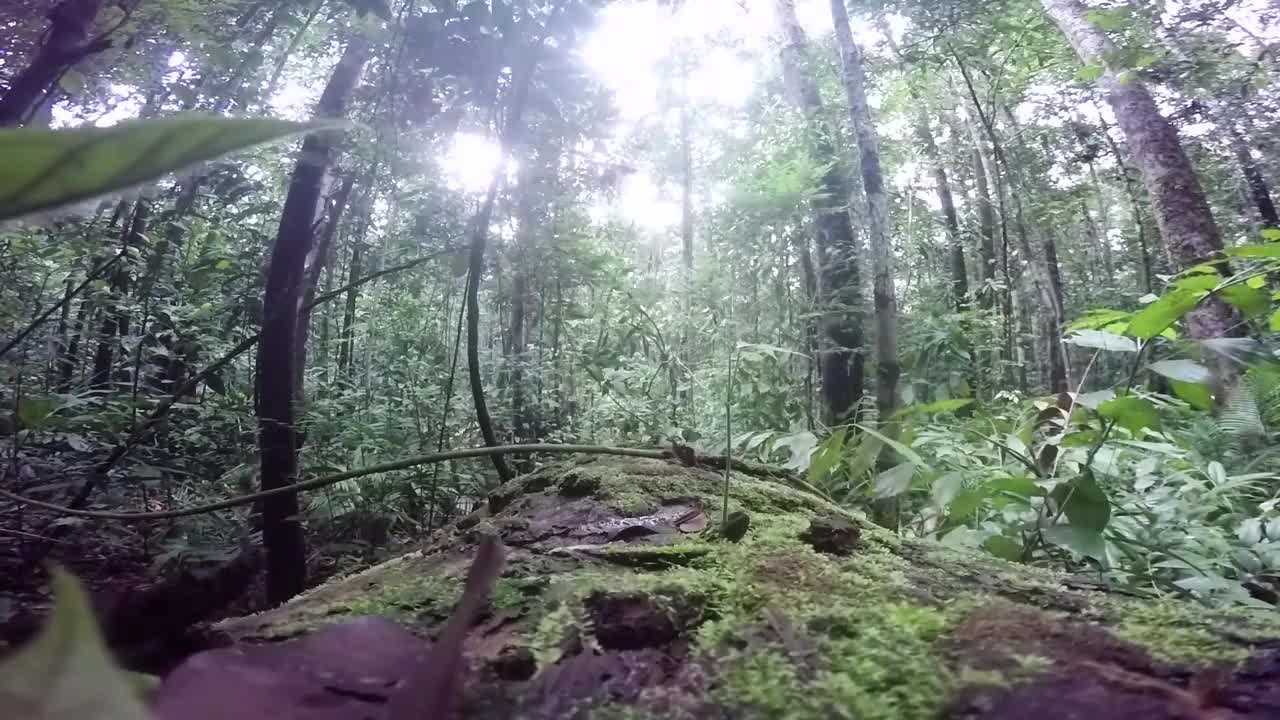 Orangutans secret Life