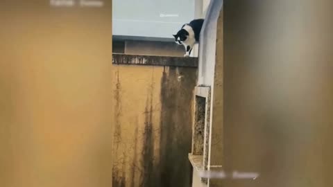 Top funny animal video