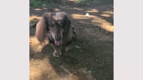 Funniest Cats and Dogs Funny Animal Videos