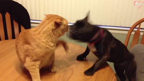 Cat and dog funny fight😂|dog|cat|funny video|