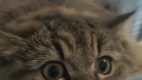 The BEST CUTE AND FUNNY ANIMAL VIDEOS OF 2023