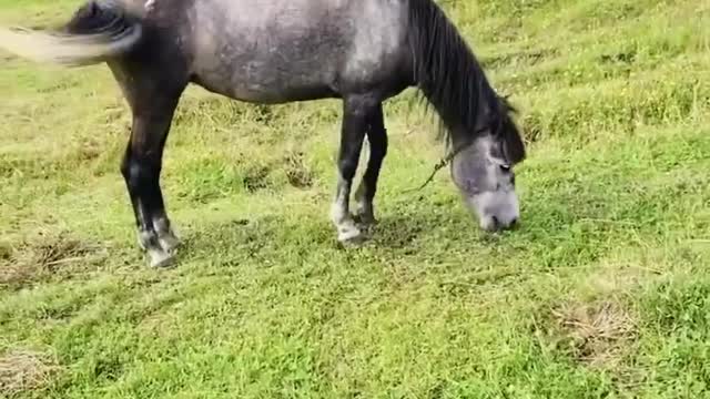 Horse bites like a dog 🐴 horse attack🐴 angry horse [Pet]