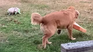 A Dog Steals a Bread Loaf's Sleeping Slice