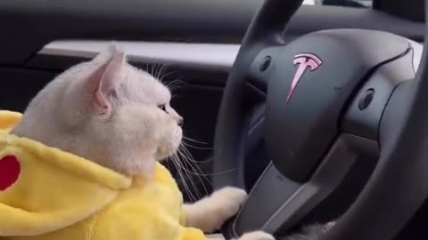 Cute Cat Drive #shorts