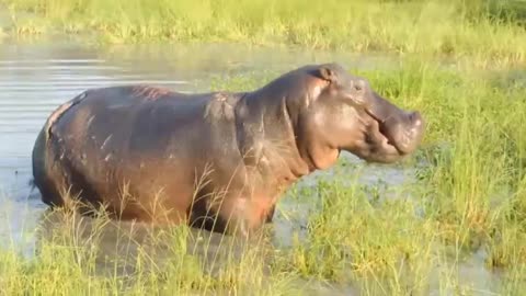 Angry hippo 😠 😠 | Funny clips 😂🤣 | viral clips 😂 | zrahmed