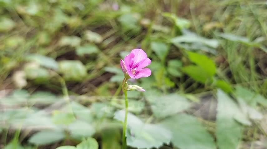 Morning flower