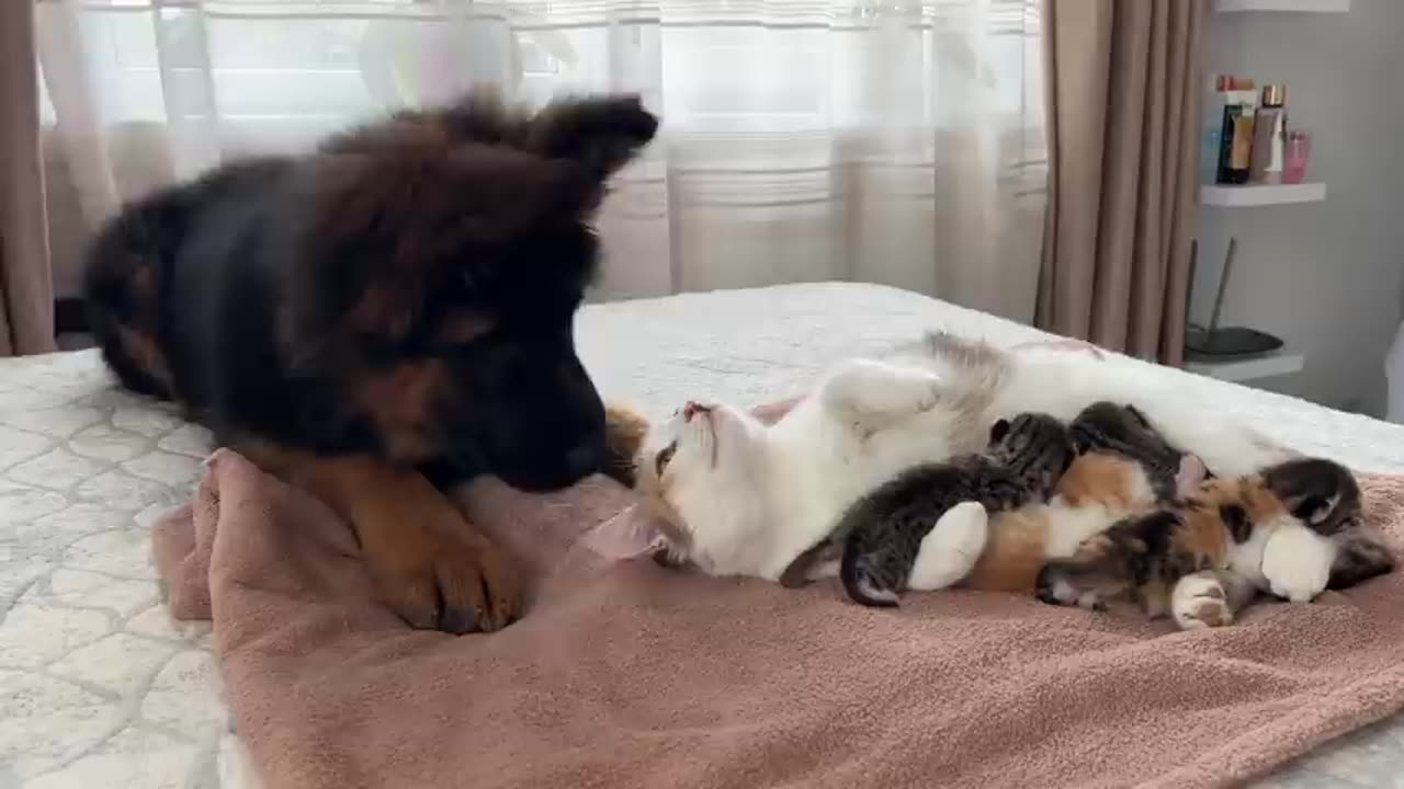 Germen shepherd puppy and New born Kitten