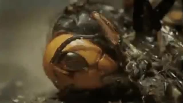 A group of bees avenge a friend who got killed by a hornet