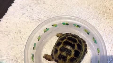 Baby Tortoise unboxing!