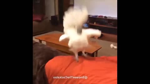 Our Beloved Pets