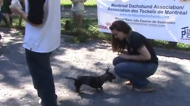 Wiener Dog Race and Best Dachshund Trick !