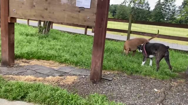 German Shepherd Attacks Pit bull [OFF LEASH DOG PARK]