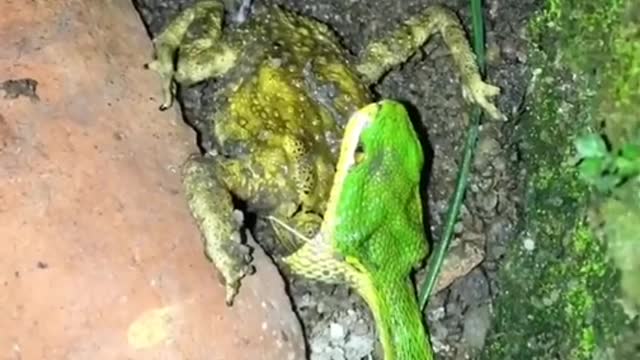 GREEN SNAKE EATING