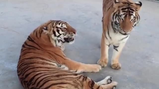 tigers