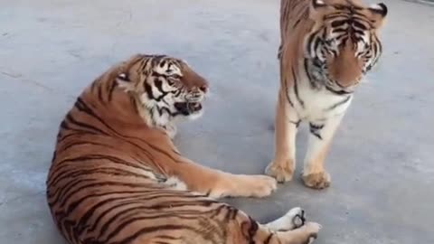 tigers