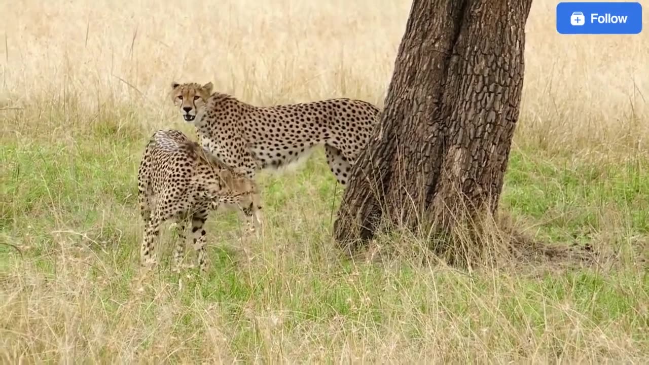 Tiger targeting their Lunch