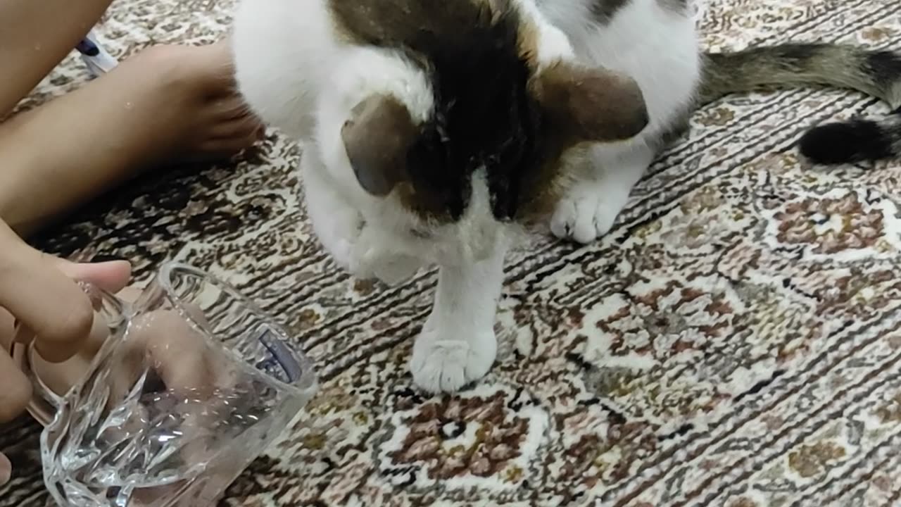 My mr BarFii