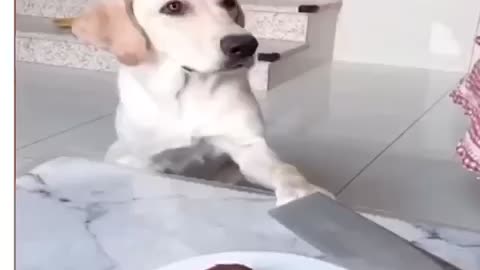 Dogs 🐕 funny videos