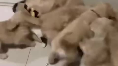 Cat attacked by puppies 🐶🐶🐶