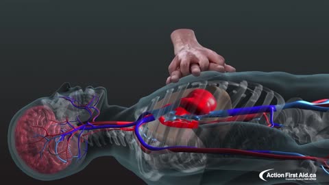 CPR in Action | A 3D look inside the body