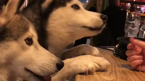 Huskies Want Bar Snacks Too