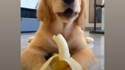 This puppy likes eating banana 🍌