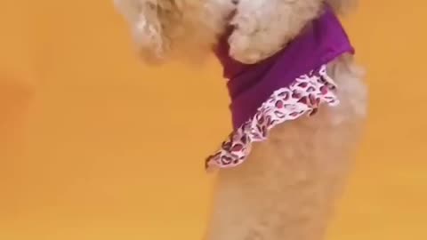 Dog Funny dance video
